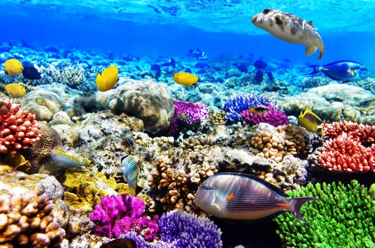 Korálový útes, Egypt