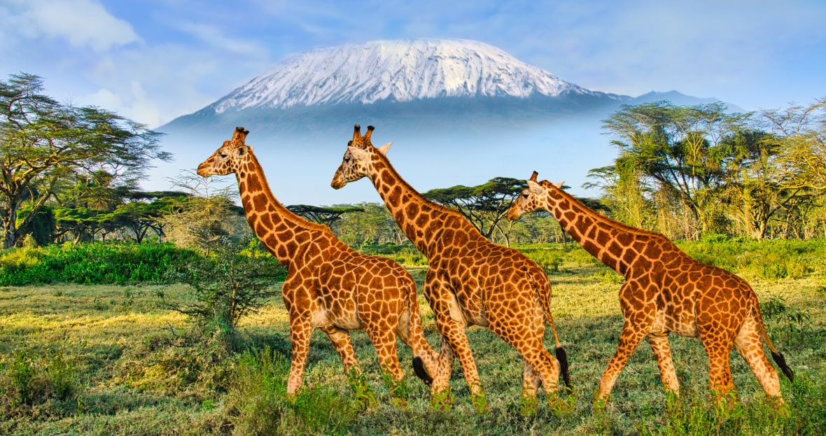 Národní park Tsavo s Kilimandžárem v pozadí