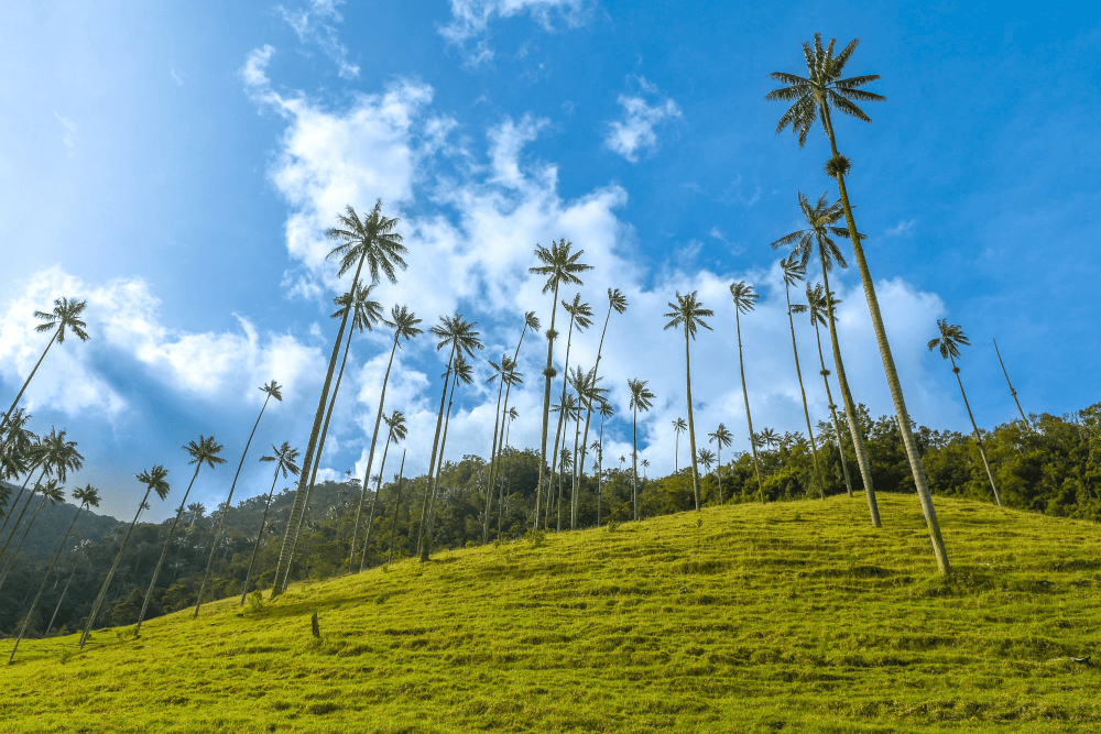 Údolí Cocora v Kolumbii