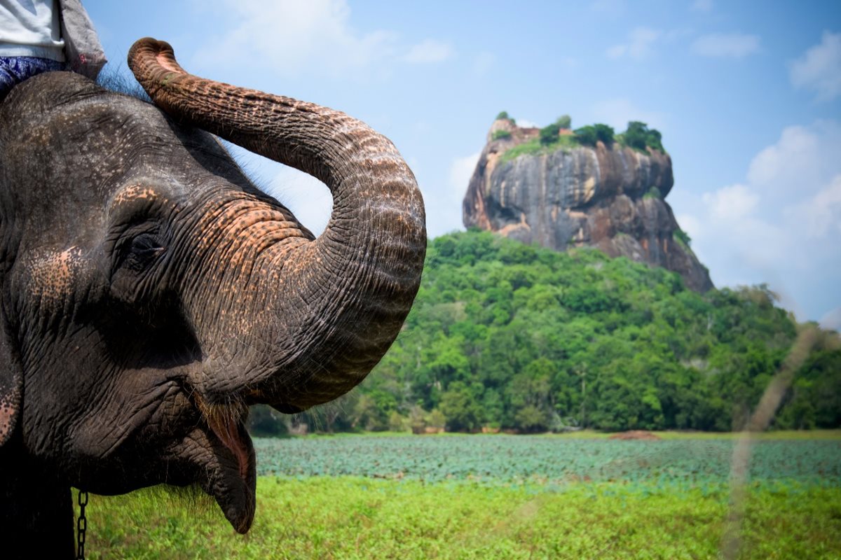 Sigiriya a slon na Srí Lance
