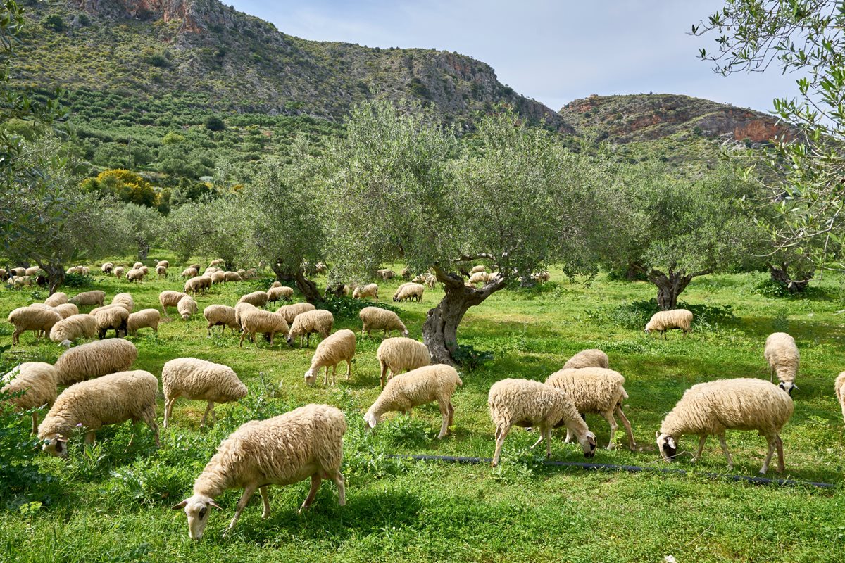 Olivové háje, Kréta
