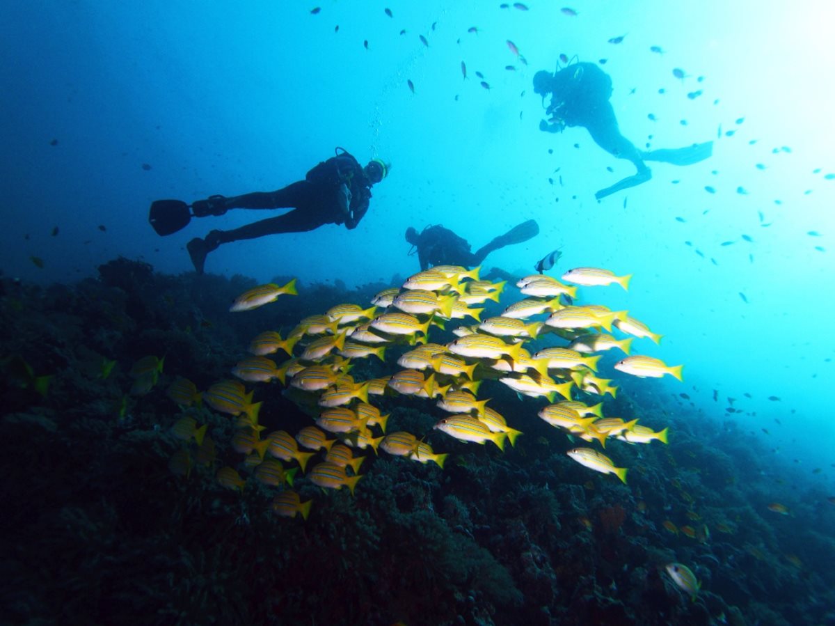Potápění na Zanzibaru