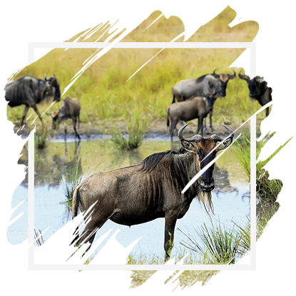 Masai Mara