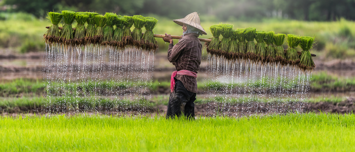Tradiční pěstování rýže ve Vietnamu
