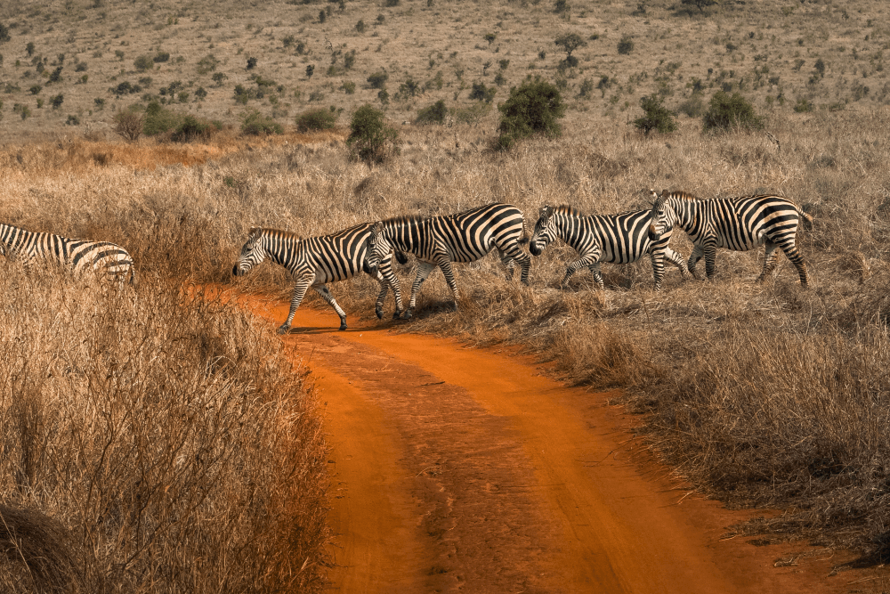 Safari