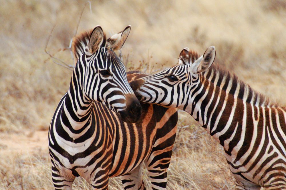 Zebry v NP Tsavo East 
