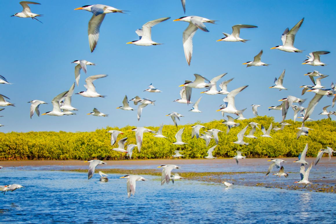 Ptačí hejno nad lagunou Somone