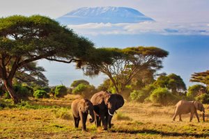 Africké Safari, Keňa