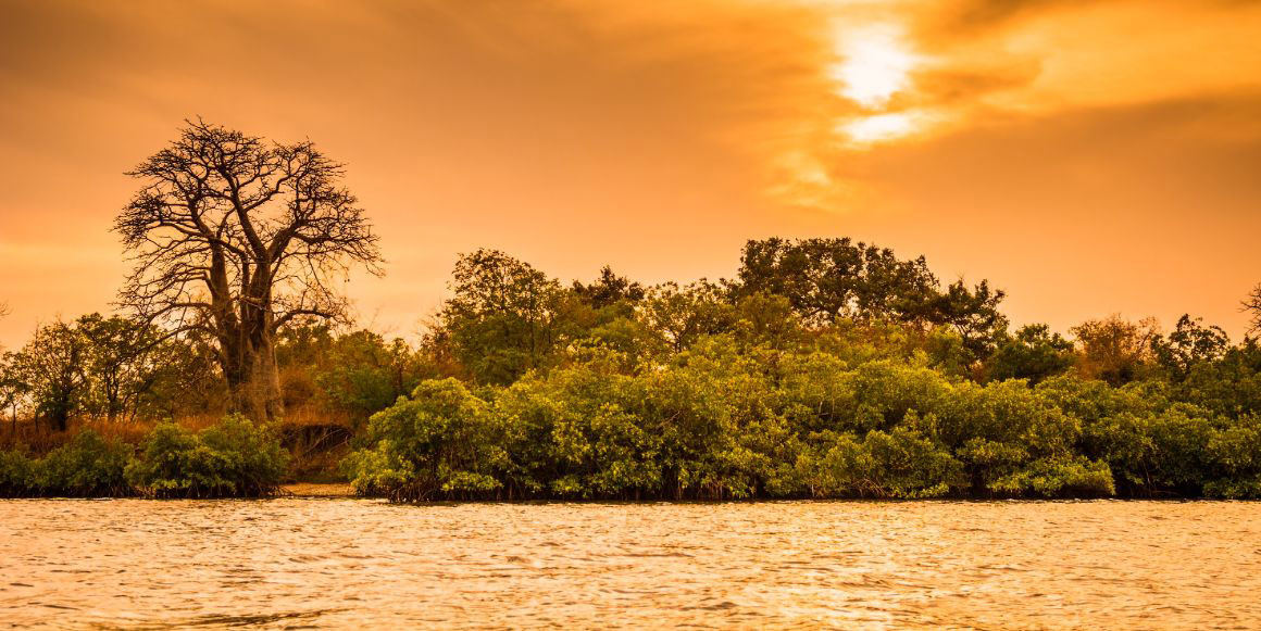 Baobab a mangrovníky v deltě řeky Saloum, Senegal