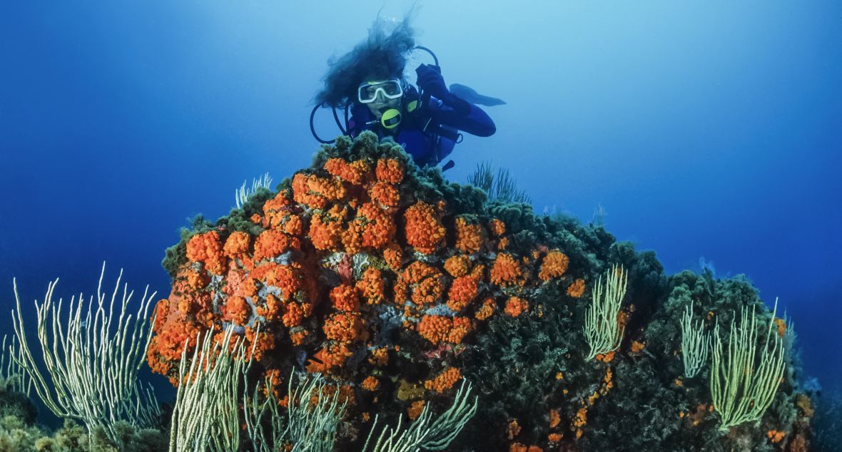 Potápění u Tabarky