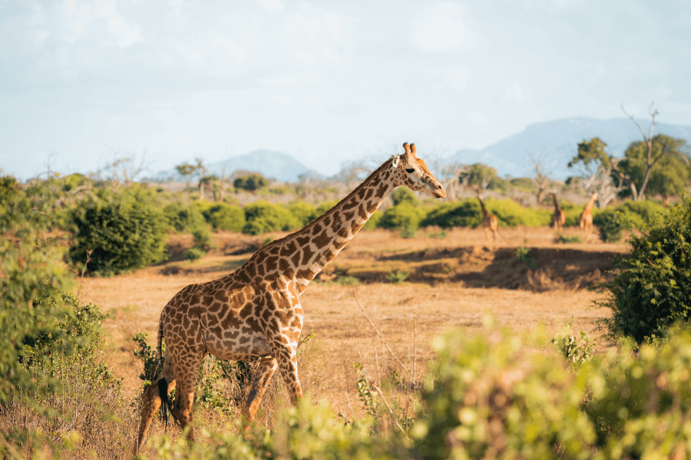 Safari
