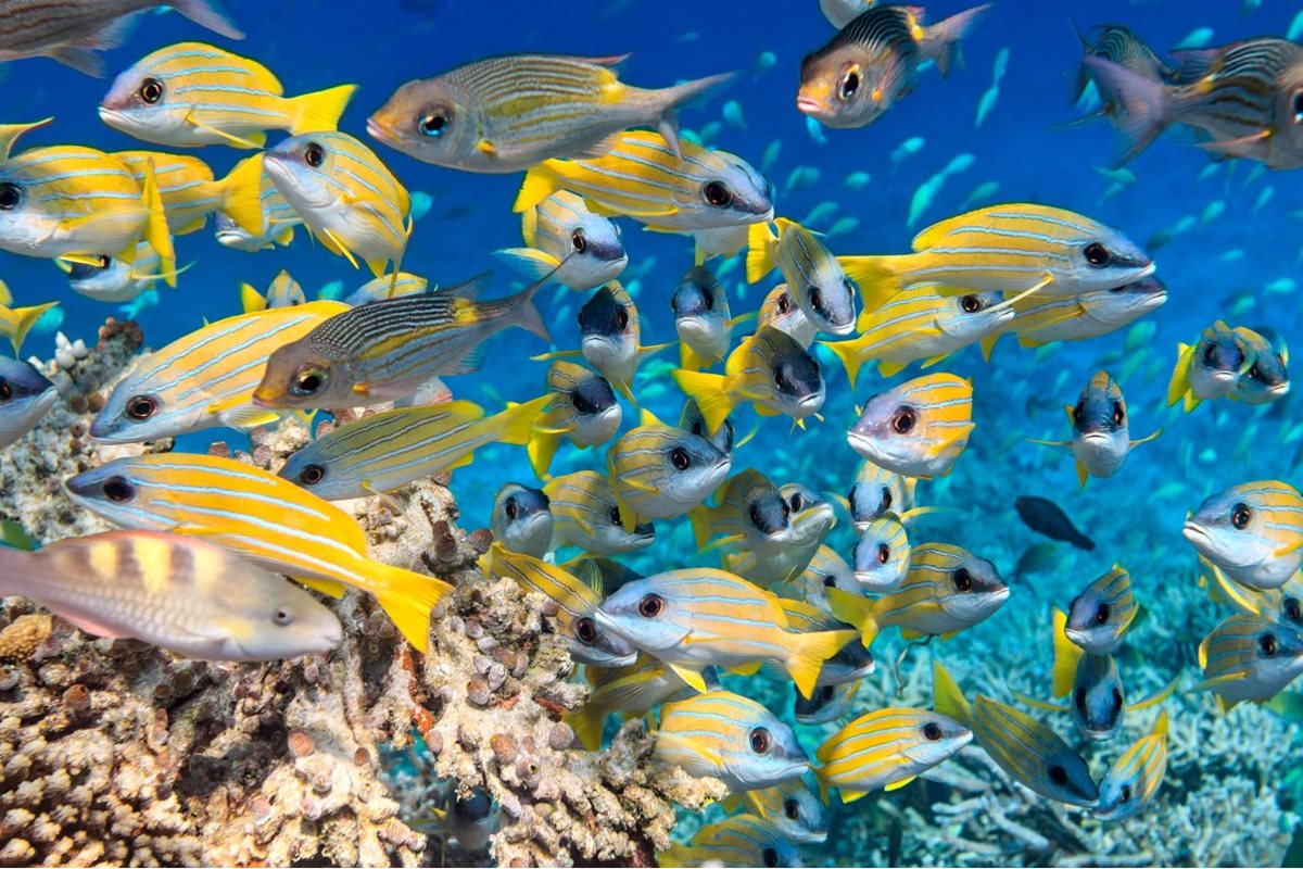Hejna ryb na Maledivách