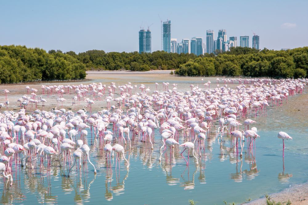Růžoví plameňáci v dubajské přírodní rezervaci