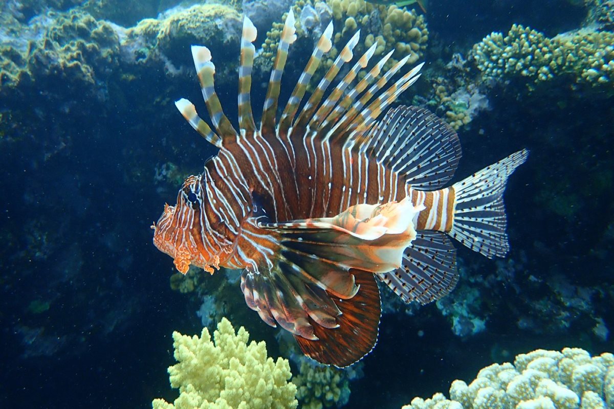 Perutýn v Nabq bay, Sharm El Sheikh