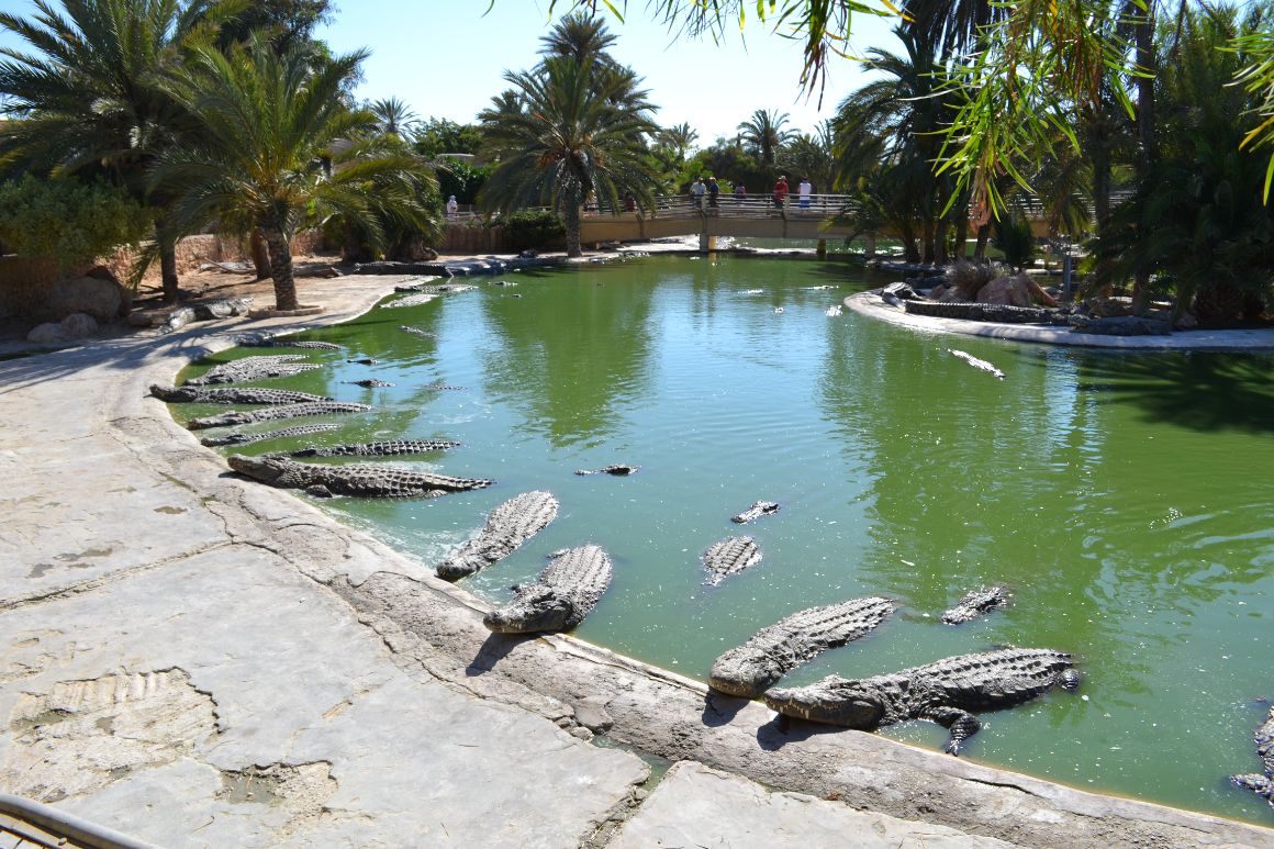 Krokodýlí farma, Djerba