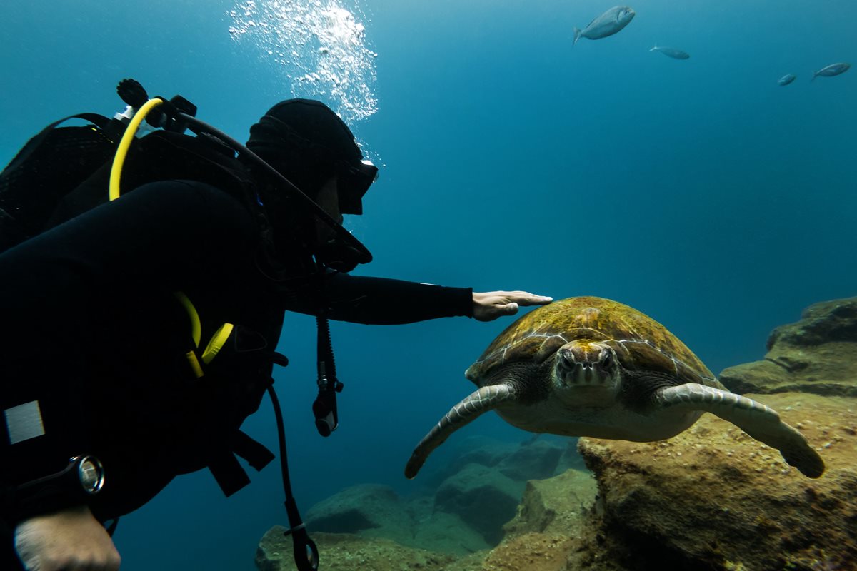 Potápění se želvami, Zakynthos, Řecko