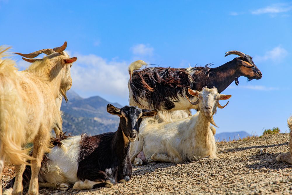 Divoké kozy, Karpathos Divoké kozy, Karpathos