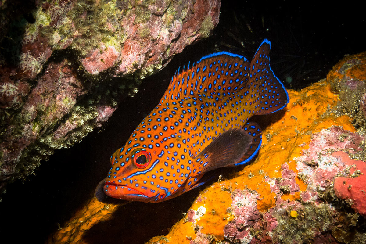 Kanic Cephalopholis taeniops, Kapverdské ostrovy