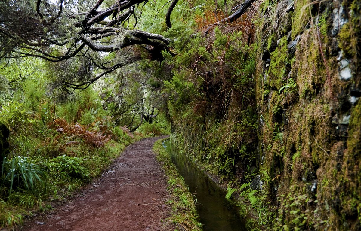 Cesta vavřínovým pralesem s levádou, Madeira
