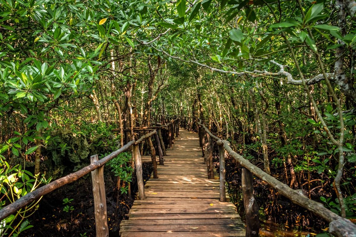 Národní park Jozani Forest na Zanzibaru