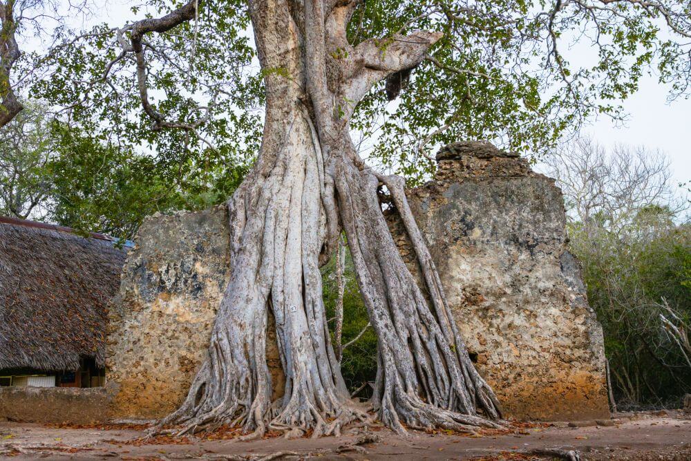 Příroda prorůstá pozůstatky města Gedi 