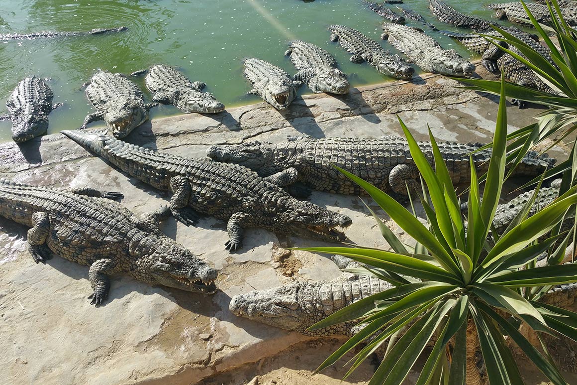 Krokodýlí farma, Djerba