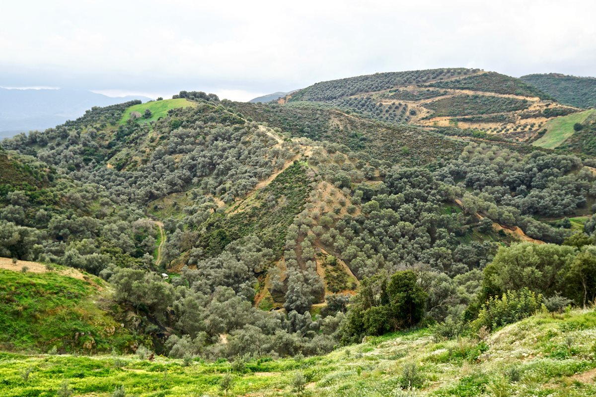 Olivové háje, Chania, Kréta