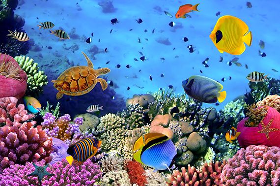 Podmořský život, Rudé moře, Egypt