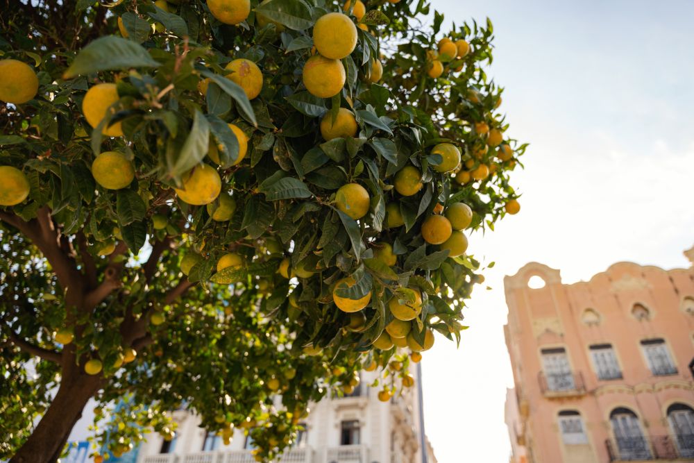Pomeranče ve Valencii, Costa del Azahar