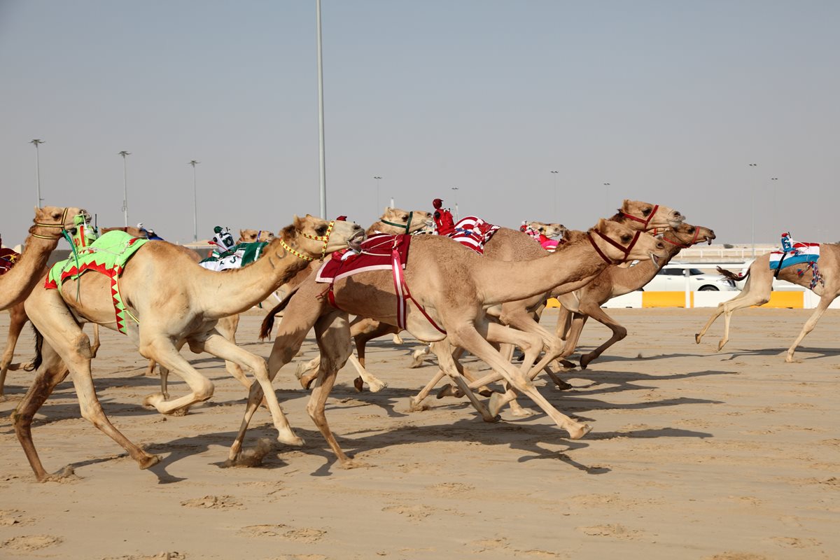 Velbloudí závody s robotickými žokeji, Dubaj, Arabské emiráty