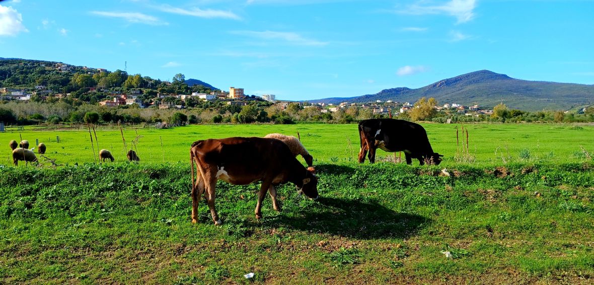 Pláně nad Tabarkou, Tunisko