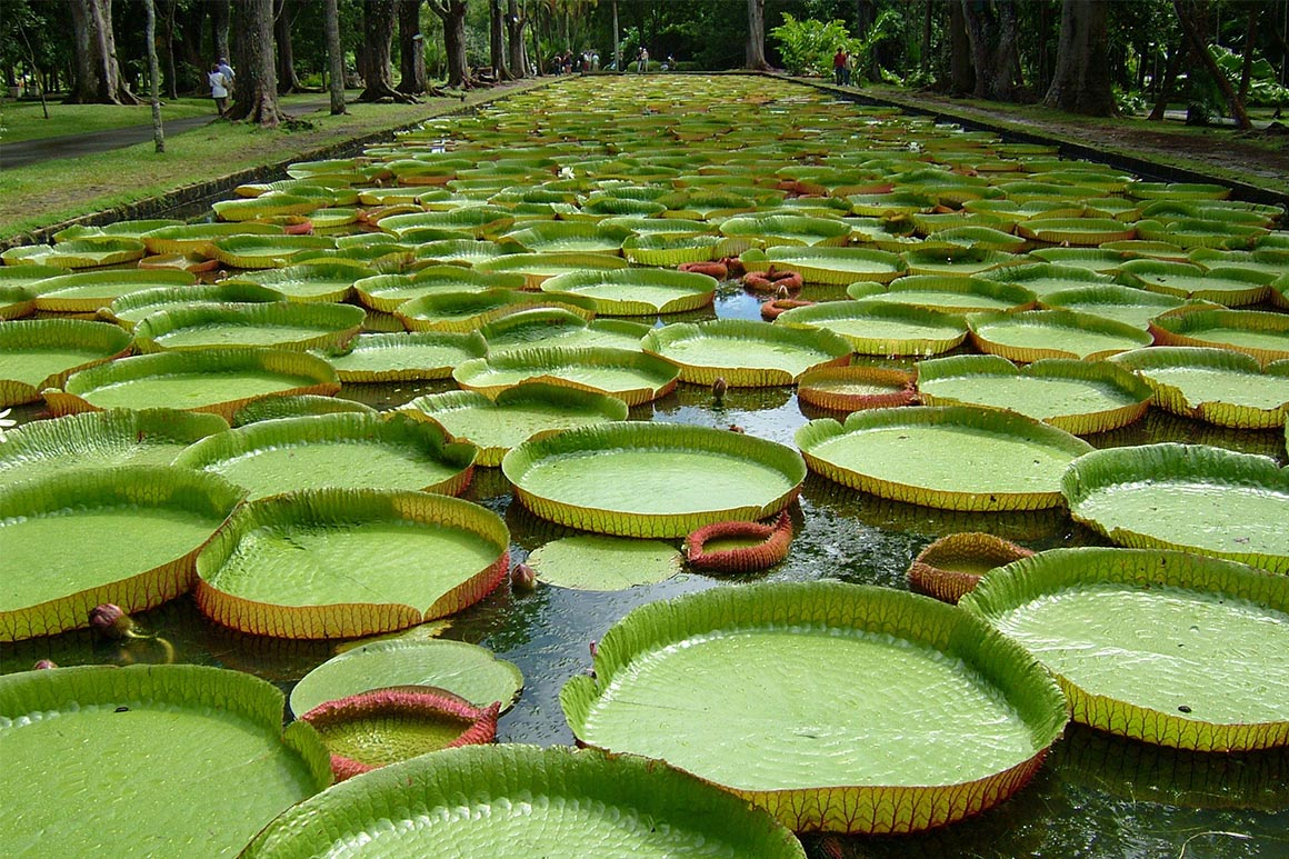 Botanická zahrada Pamplemousses