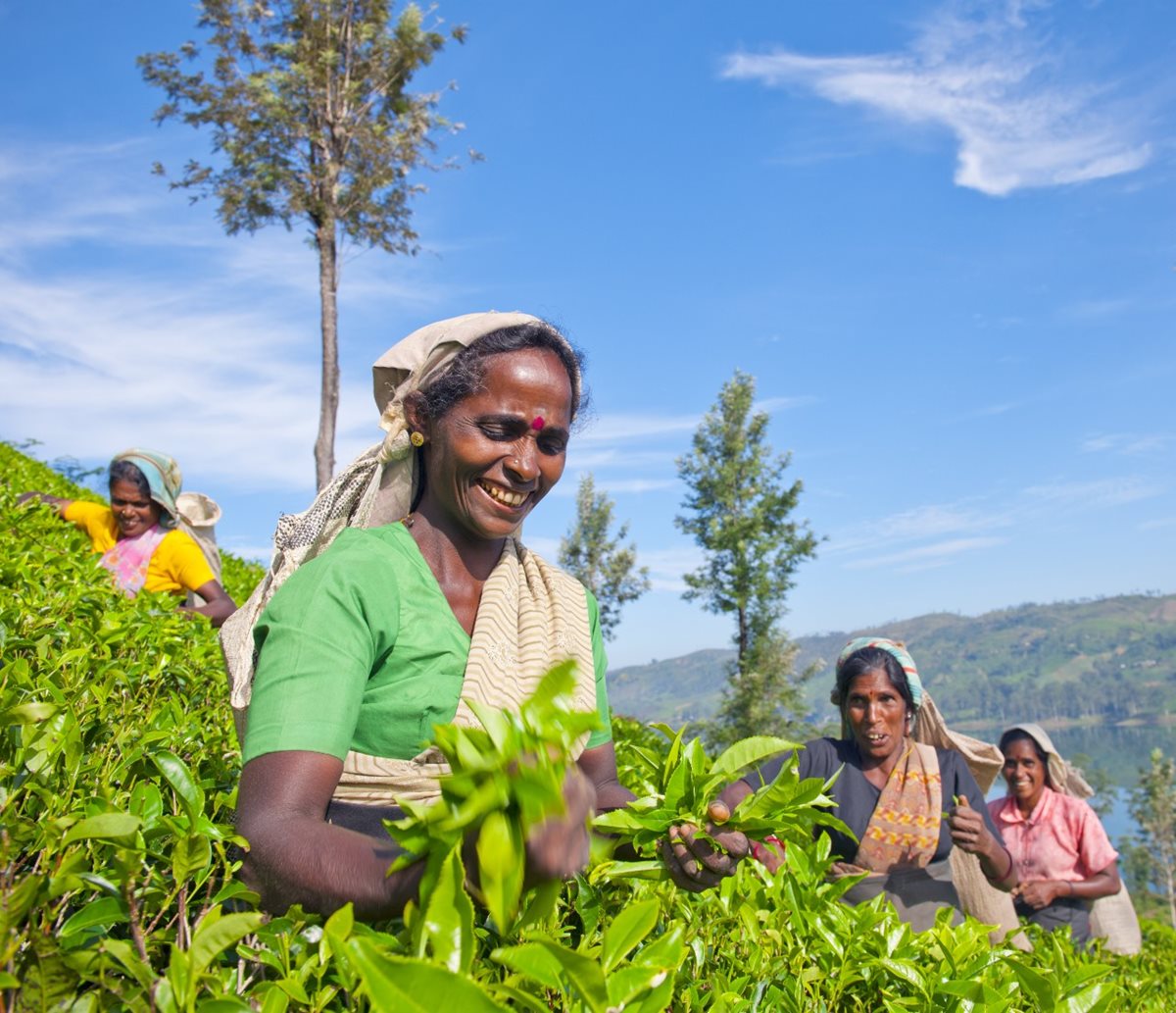 Sběračky čaje na Srí Lance