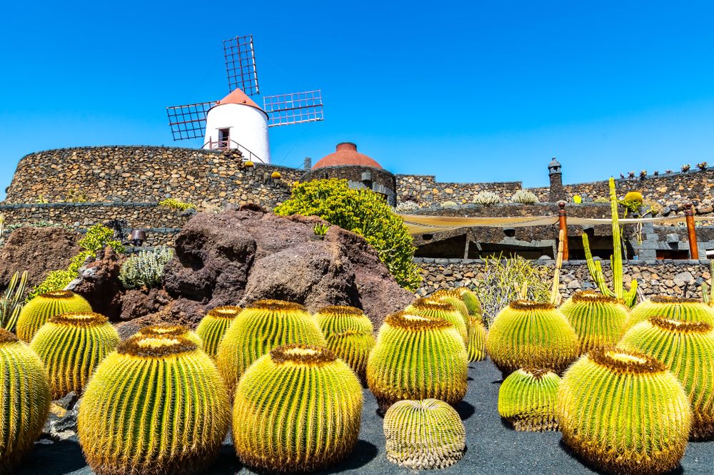 Kaktusy na Lanzarote